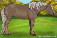 Horse Color:Chocolate Palomino 