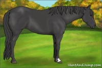 Horse Color:Smoky Black 