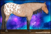 Horse Color:Bay Roan Appaloosa