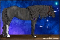 Horse Color:Black  Brindle