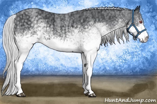 Horse Color:White Spotted Silver Blue Chinchilla Roan Rabicano Brindle