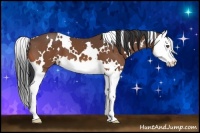 Horse Color:White Spotted Bay Splash