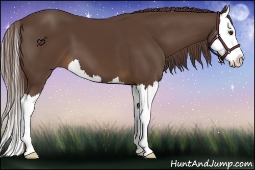 Horse Color:Liver Chestnut Splash 