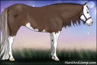 Horse Color:Liver Chestnut Splash 