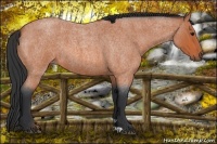 Horse Color:Bay Roan 