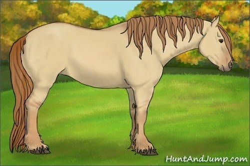 Horse Color:Red Dun 
