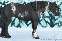 Horse Color:White Spotted Black