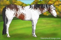 Horse Color:White Spotted Bay 