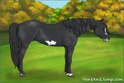Horse Color:Black Frame