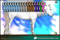 Horse Color:Grullo Pearl Sabino