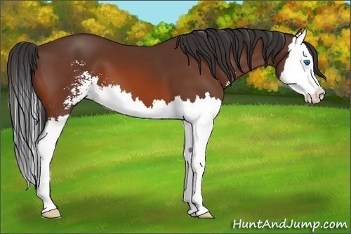 Horse Color:Bay Sabino Splash
