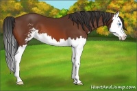 Horse Color:Bay Sabino Splash 