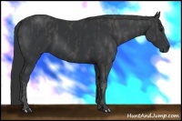 Horse Color:Black  Brindle