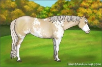 Horse Color:Silver Grullo Pearl Sabino