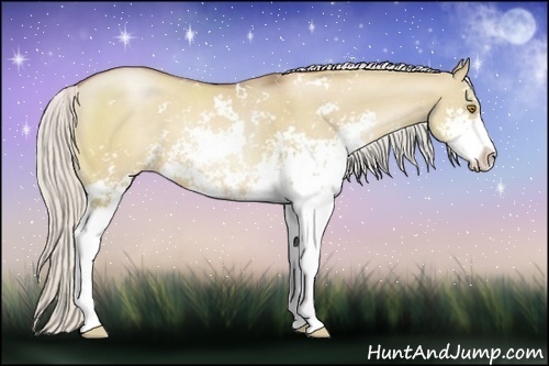 Horse Color:Silver Grullo Pearl Sabino