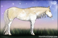 Horse Color:Silver Grullo Pearl Sabino