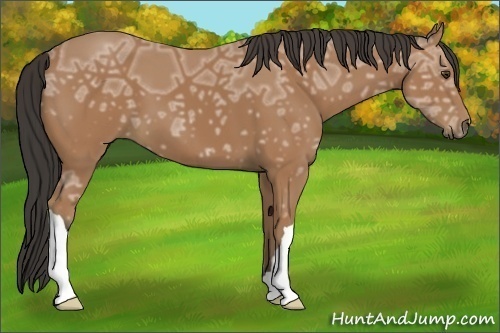 Horse Color:Buckskin Ice 