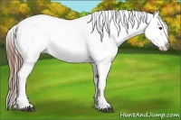 Horse Color:White Spotted Chestnut Ice Appaloosa 