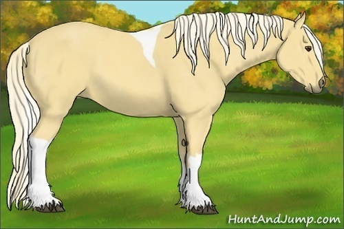 Horse Color:Palomino Tobiano 