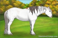Horse Color:Bay Sabino Appaloosa 