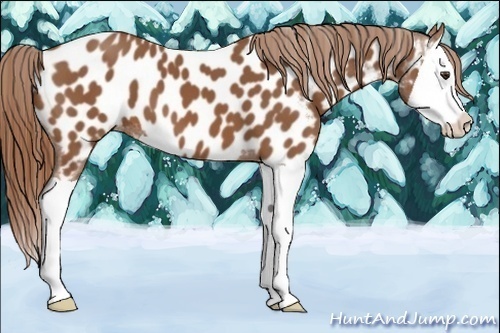 Horse Color:Chestnut Splash Near Leopard
