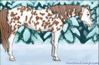Horse Color:Chestnut Splash Near Leopard 