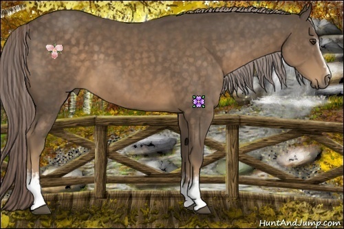 Horse Color:White Spotted Chocolate Palomino Sabino 