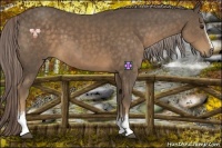 Horse Color:White Spotted Chocolate Palomino Sabino 