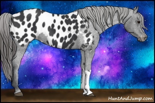 Horse Color:Black Appaloosa 