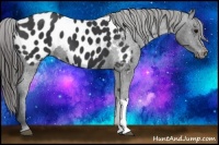 Horse Color:Black Appaloosa