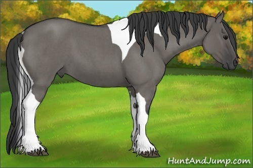 Horse Color:Grullo Roan Tobiano