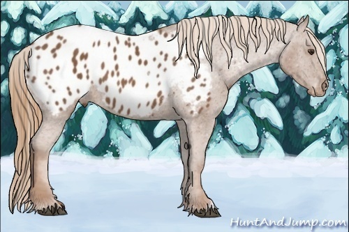 Horse Color:Chestnut Appaloosa