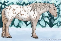 Horse Color:Chestnut Appaloosa 