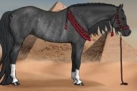 Horse Color:Black Rabicano