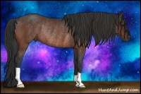 Horse Color:Bay Rabicano 