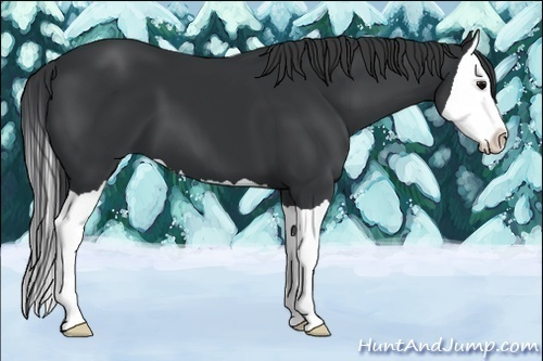 Horse Color:Black Splash