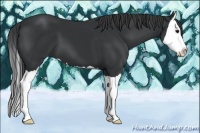 Horse Color:Black Splash