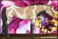 Horse Color:Buckskin Frame 