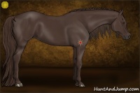 Horse Color:Liver Chestnut Frame 