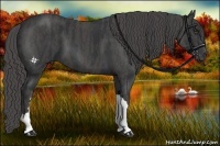 Horse Color:Black  Brindle