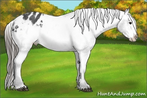 Horse Color:Black Frame Appaloosa 