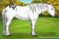 Horse Color:Black Frame Appaloosa 