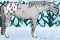 Horse Color:Blue Roan Appaloosa 