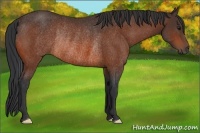 Horse Color:Bay Rabicano 