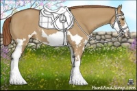 Horse Color:Red Dun Splash Frame Rabicano
