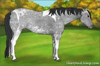 Horse Color:Black Ice Tobiano 