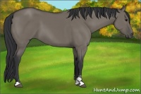Horse Color:Grullo Sabino