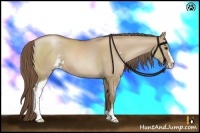 Horse Color:Grullo Pearl Sabino