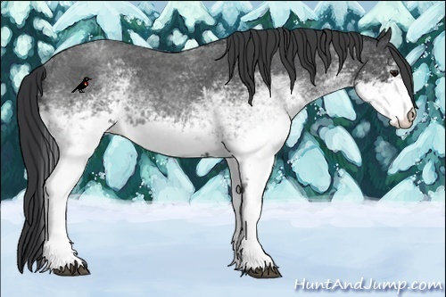 Horse Color:White Spotted Blue Roan 