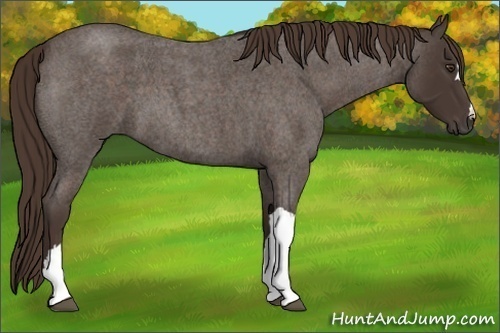 Horse Color:Liver Red Roan 